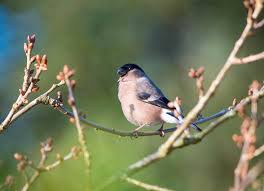 Attēlu rezultāti vaicājumam “Pyrrhula pyrrhula female”