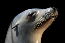 Image result for Zalophus californianus