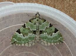 Attēlu rezultāti vaicājumam “Colostygia pectinataria”