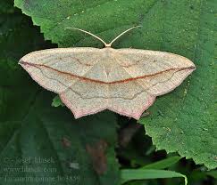 Attēlu rezultāti vaicājumam “Timandra comae”