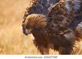 Attēlu rezultāti vaicājumam “Aquila chrysaetos adult”