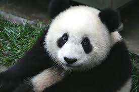 Image result for pandas