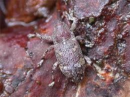 Attēlu rezultāti vaicājumam “Pissodes castaneus”