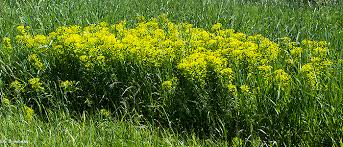 Attēlu rezultāti vaicājumam “Euphorbia virgata”