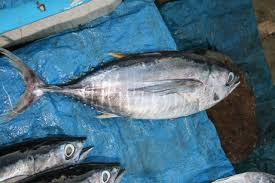 Image result for Thunnus obesus