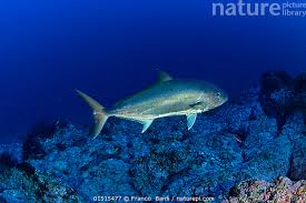 Image result for Seriola dumerili