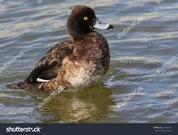 Attēlu rezultāti vaicājumam “Aythya fuligula female”