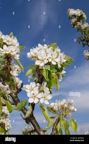 Attēlu rezultāti vaicājumam “Pyrus communis flower”
