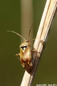 Attēlu rezultāti vaicājumam “Lygus pratensis imago”