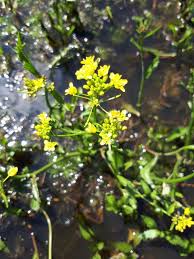 Attēlu rezultāti vaicājumam “Rorippa amphibia”