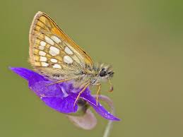 Attēlu rezultāti vaicājumam “Carterocephalus silvicolus female”
