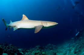 Image result for Triaenodon obesus