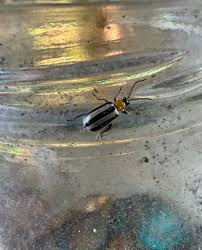 Attēlu rezultāti vaicājumam “Glischrochilus quadripunctatus”