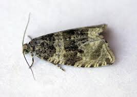 Attēlu rezultāti vaicājumam “Orthotaenia undulana”