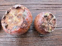 Attēlu rezultāti vaicājumam “Mespilus germanica fruit”