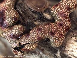 Attēlu rezultāti vaicājumam “Willkommlangea reticulata”