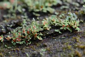 Attēlu rezultāti vaicājumam “Cladonia norvegica”