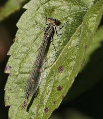 Attēlu rezultāti vaicājumam “Enallagma cyathigerum female”