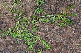 Attēlu rezultāti vaicājumam “Galium uliginosum”