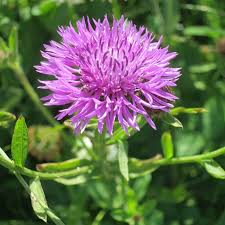 Image result for Centaurea nigra