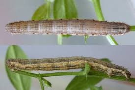 Attēlu rezultāti vaicājumam “Scotopteryx chenopodiata”