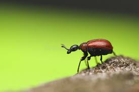 Attēlu rezultāti vaicājumam “Apoderus coryli”