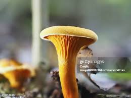 Attēlu rezultāti vaicājumam “Hygrophoropsis aurantiaca”