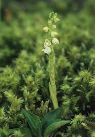 Attēlu rezultāti vaicājumam “Goodyera repens”