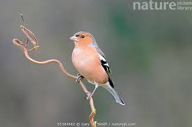 Attēlu rezultāti vaicājumam “Fringilla coelebs male”