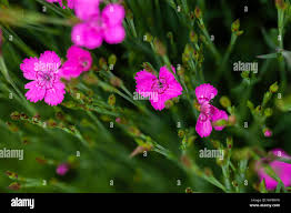 Attēlu rezultāti vaicājumam “Dianthus deltoides bud”