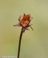 Attēlu rezultāti vaicājumam “Parnassia palustris bud”
