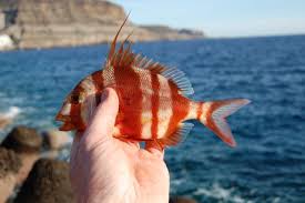 Image result for Pagrus