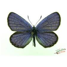 Attēlu rezultāti vaicājumam “Plebejus argyrognomon underside”