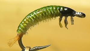 Attēlu rezultāti vaicājumam “Raphidia larva”