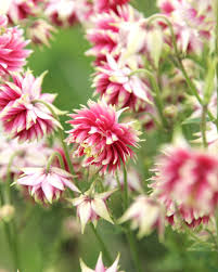 Image result for Aquilegia vulgaris `Nora Barlow`