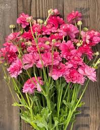 Attēlu rezultāti vaicājumam “Ranunculus mendax”