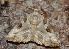 Attēlu rezultāti vaicājumam “Eucarta virgo”