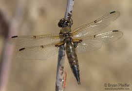 Attēlu rezultāti vaicājumam “Libellula quadrimaculata”