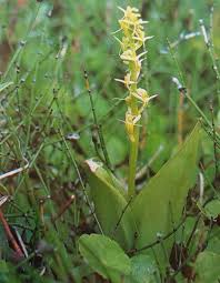 Attēlu rezultāti vaicājumam “Liparis loeselii leaf”