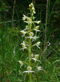 Attēlu rezultāti vaicājumam “Platanthera chlorantha flower”