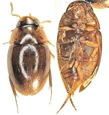 Attēlu rezultāti vaicājumam “Hydrophilidae”