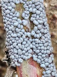 Attēlu rezultāti vaicājumam “Badhamia capsulifera stalked”