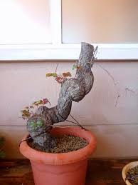 Image result for parthenocissus bonsai