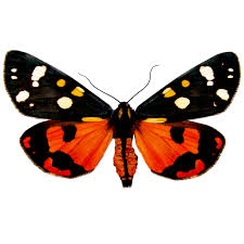 Attēlu rezultāti vaicājumam “Callimorpha dominula imago”