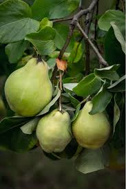 Attēlu rezultāti vaicājumam “Cydonia oblonga fruit”