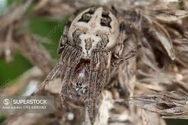 Attēlu rezultāti vaicājumam “Larinioides cornutus female”