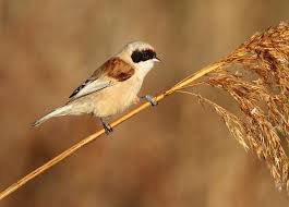 Image result for Remiz pendulinus