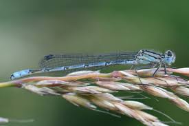 Attēlu rezultāti vaicājumam “Enallagma cyathigerum male”