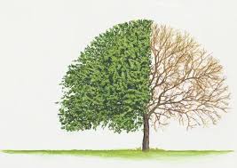 Attēlu rezultāti vaicājumam “Malus prunifolia”