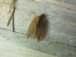 Attēlu rezultāti vaicājumam “Drepanepteryx phalaenoides”